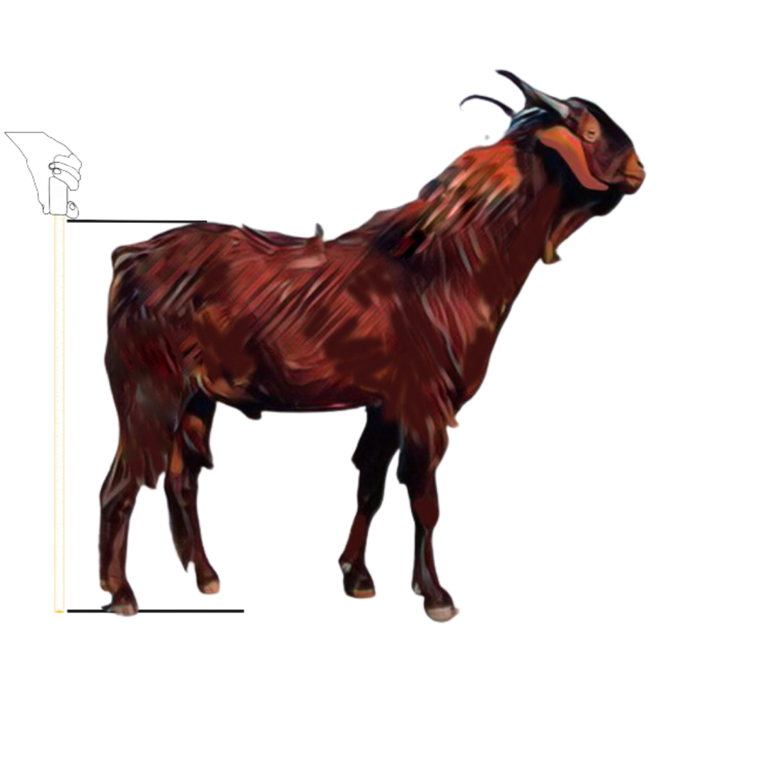bakra image