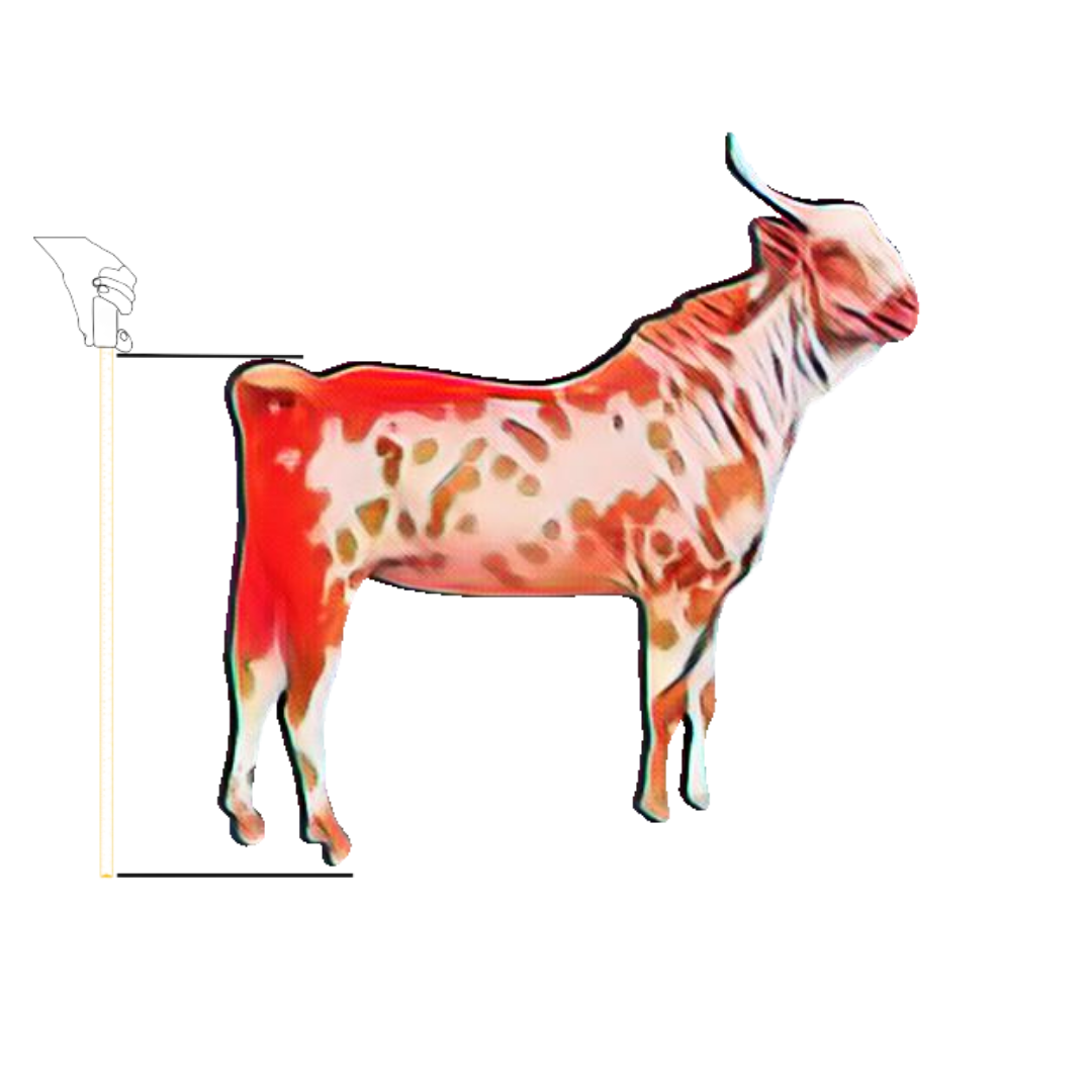 bakra image