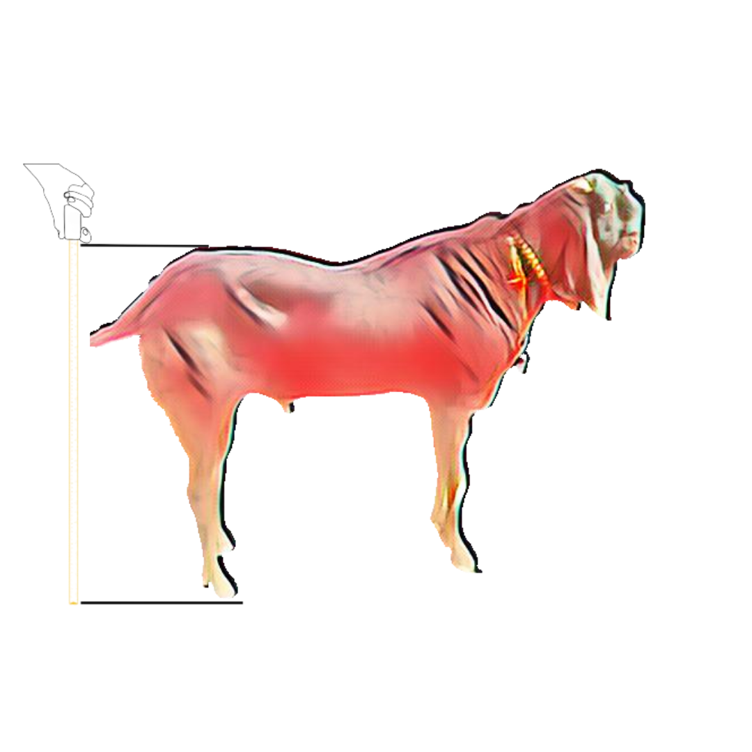bakra image