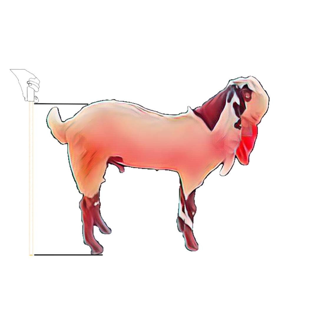 bakra image