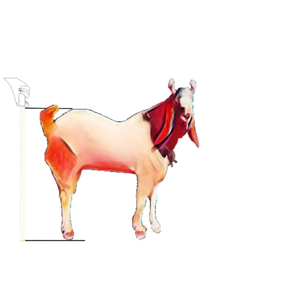 bakra image