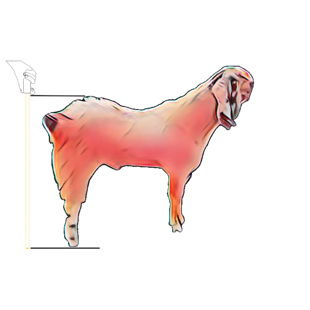 bakra image