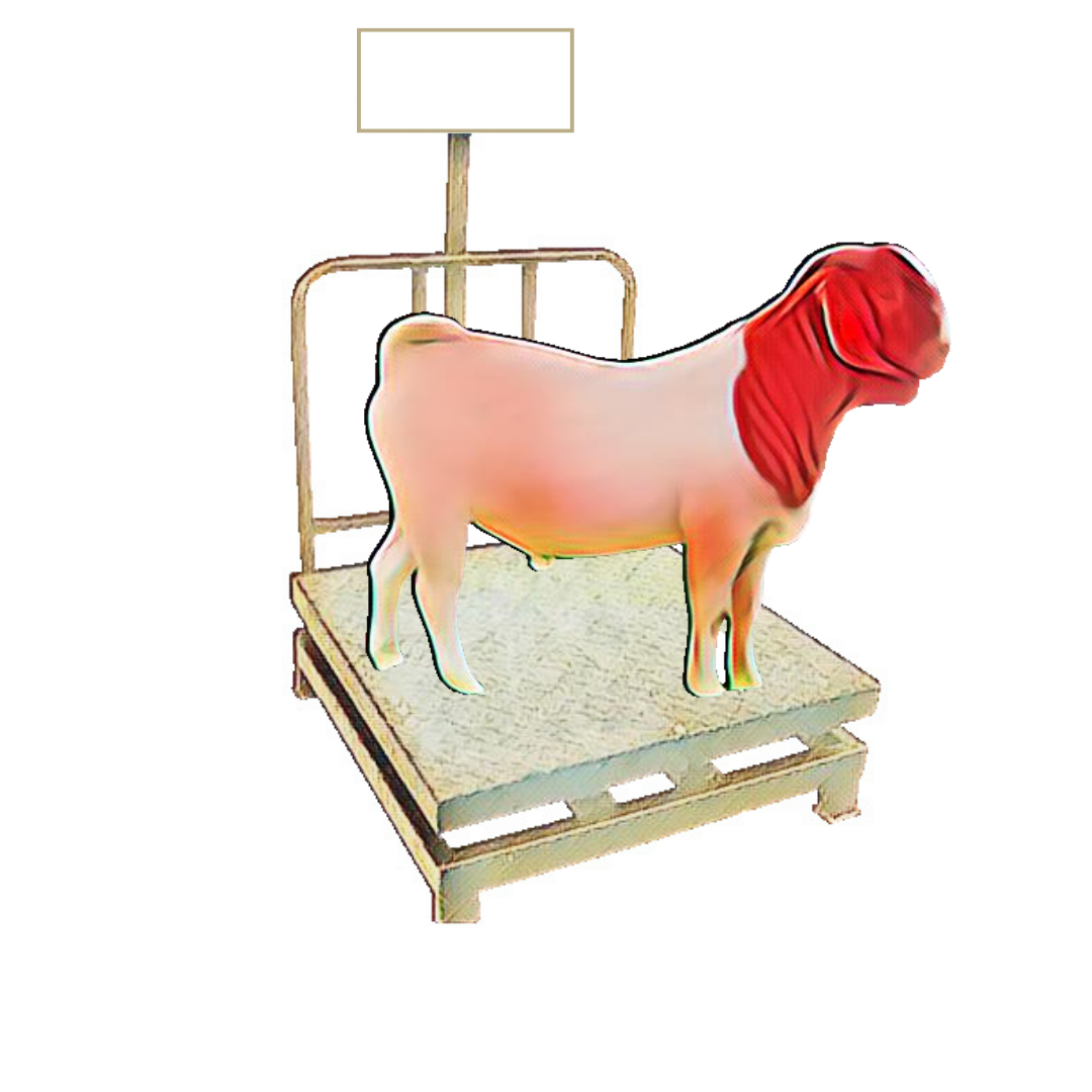 bakra image
