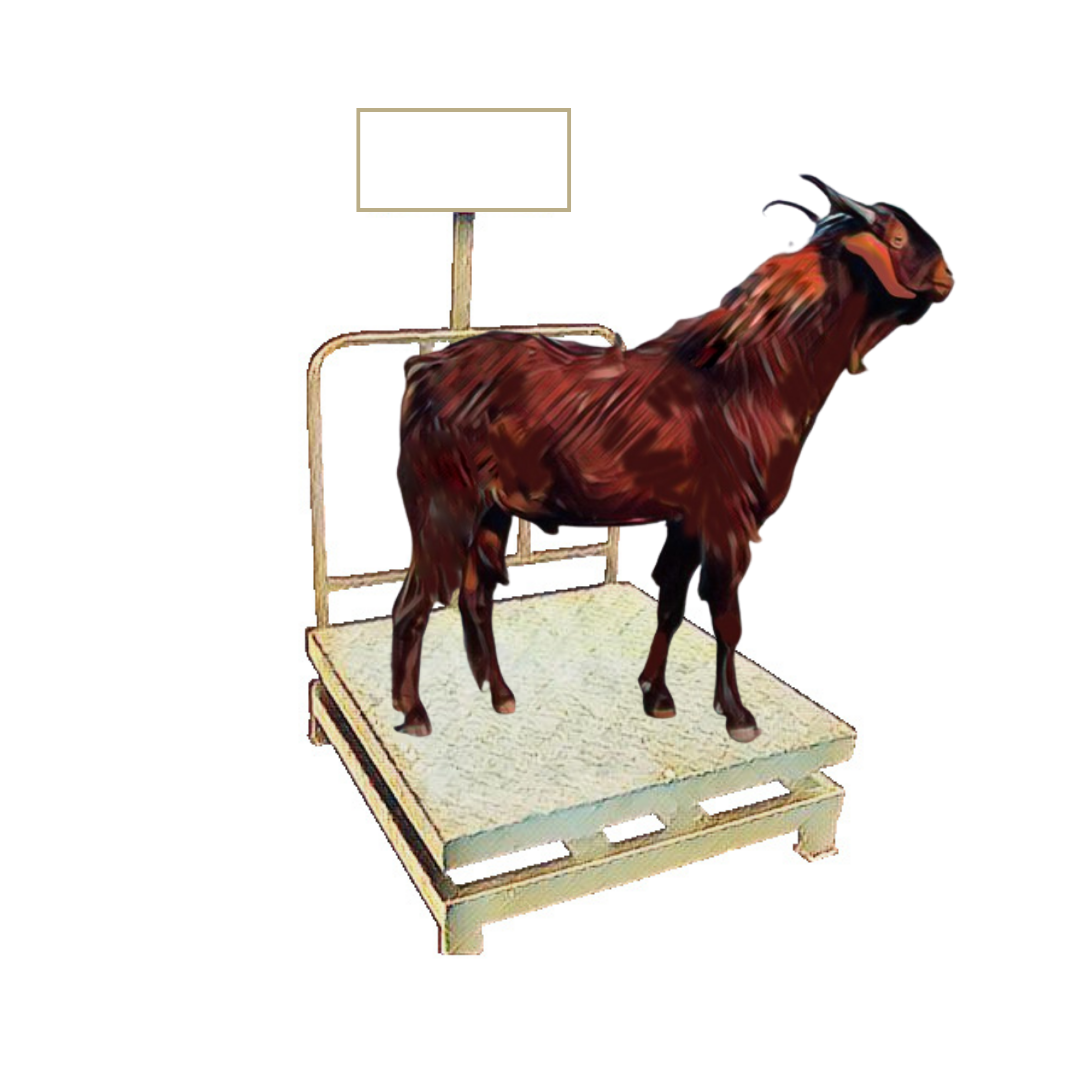 bakra image