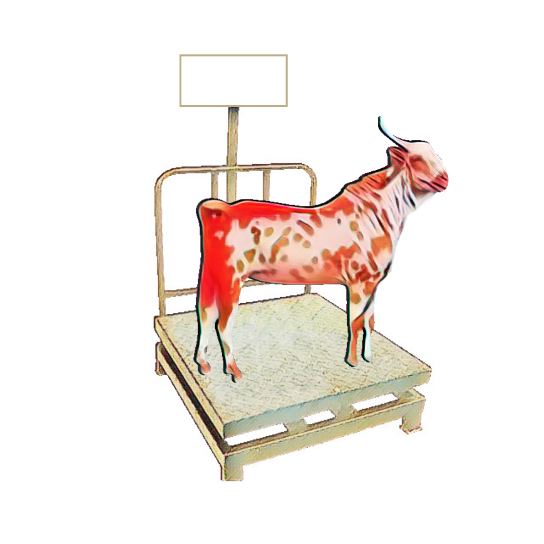 bakra image