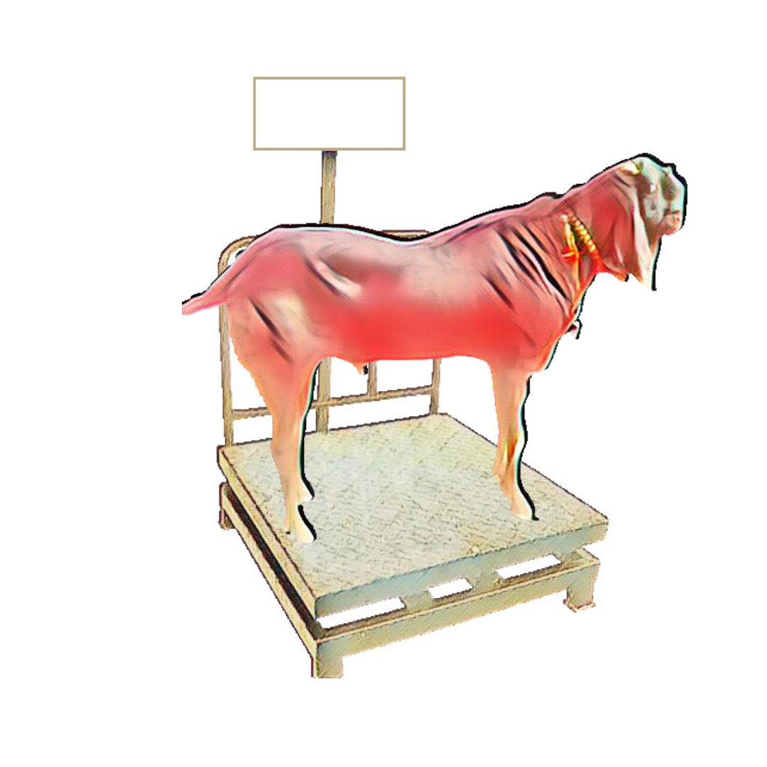 bakra image