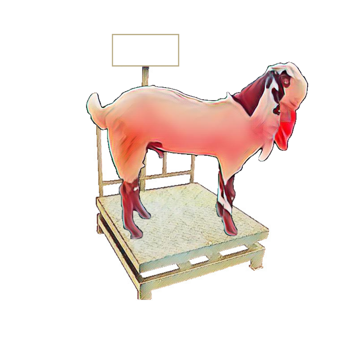 bakra image