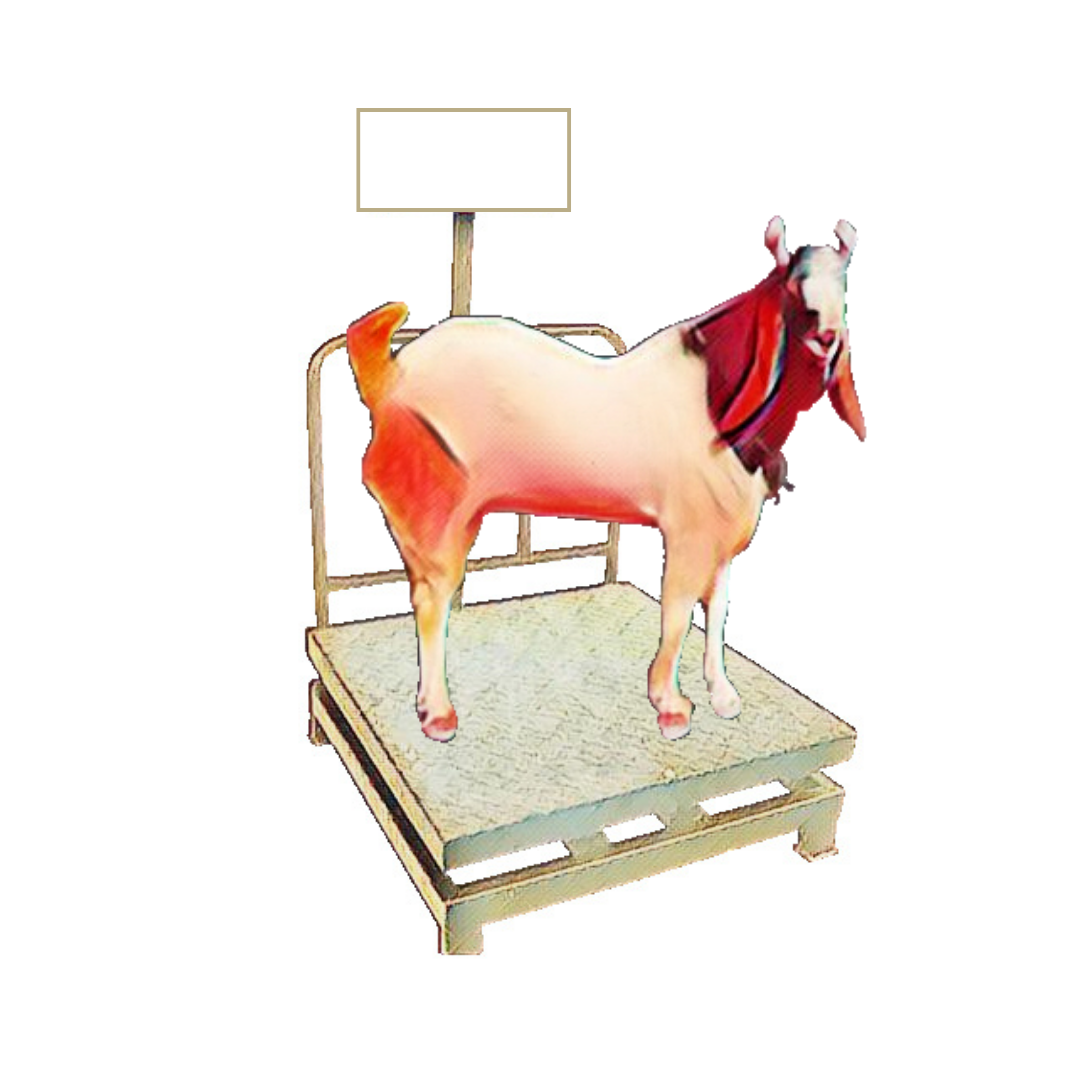 bakra image