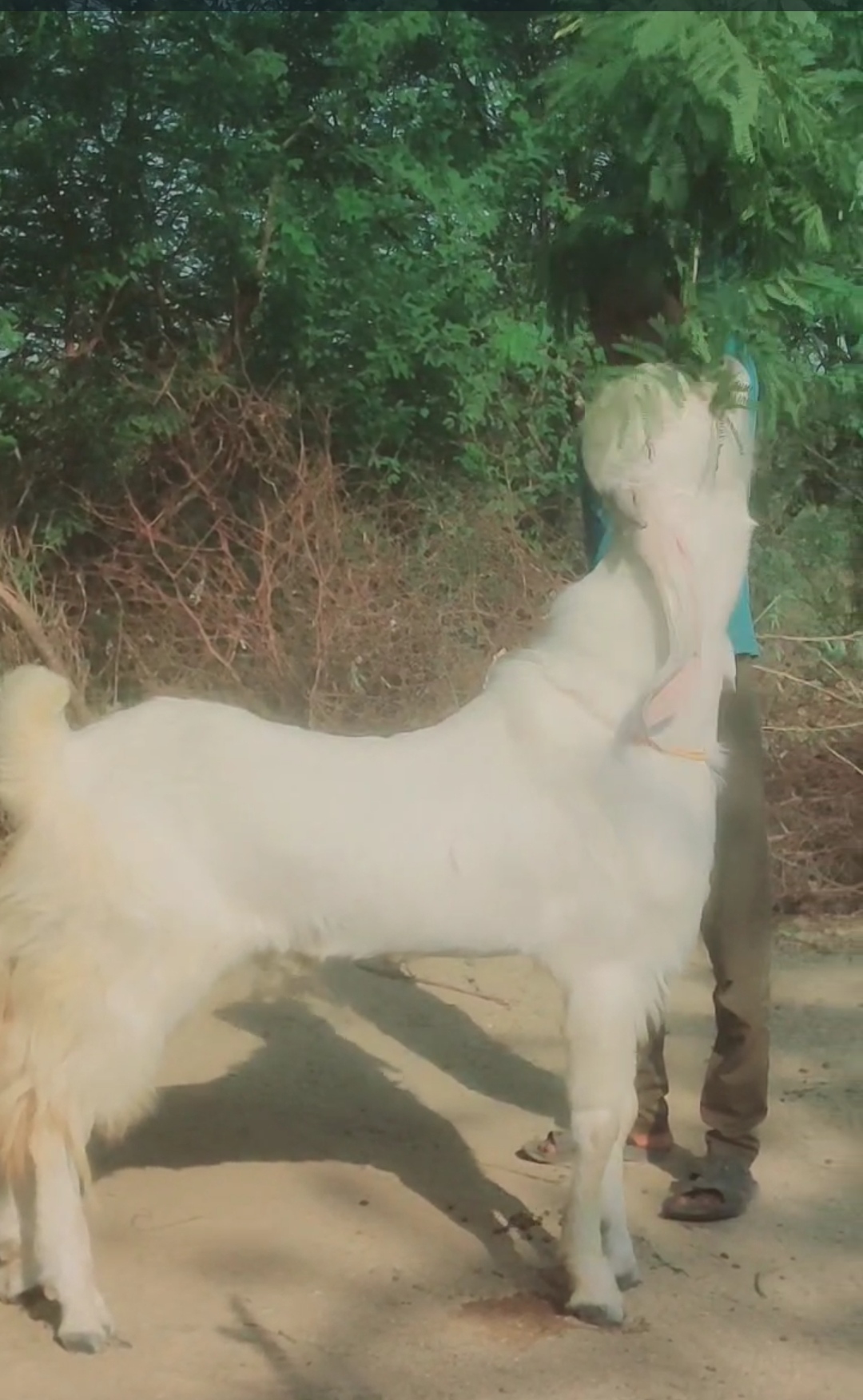 bakra image