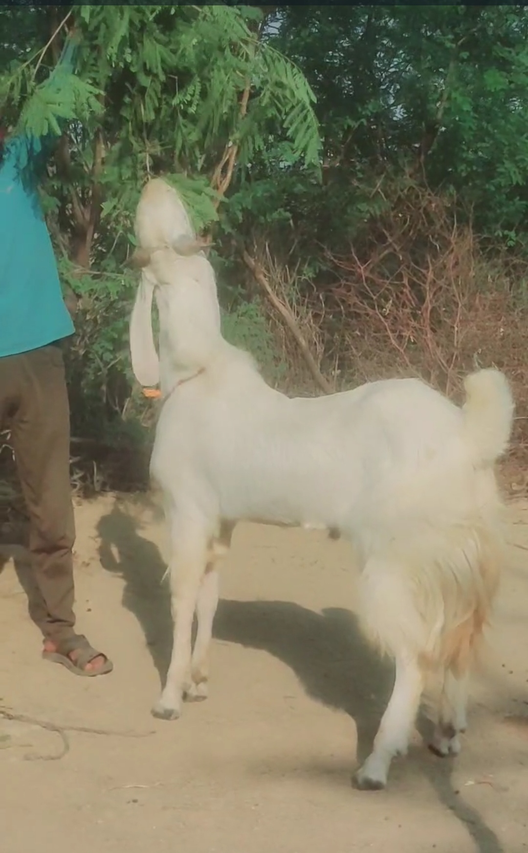 bakra image