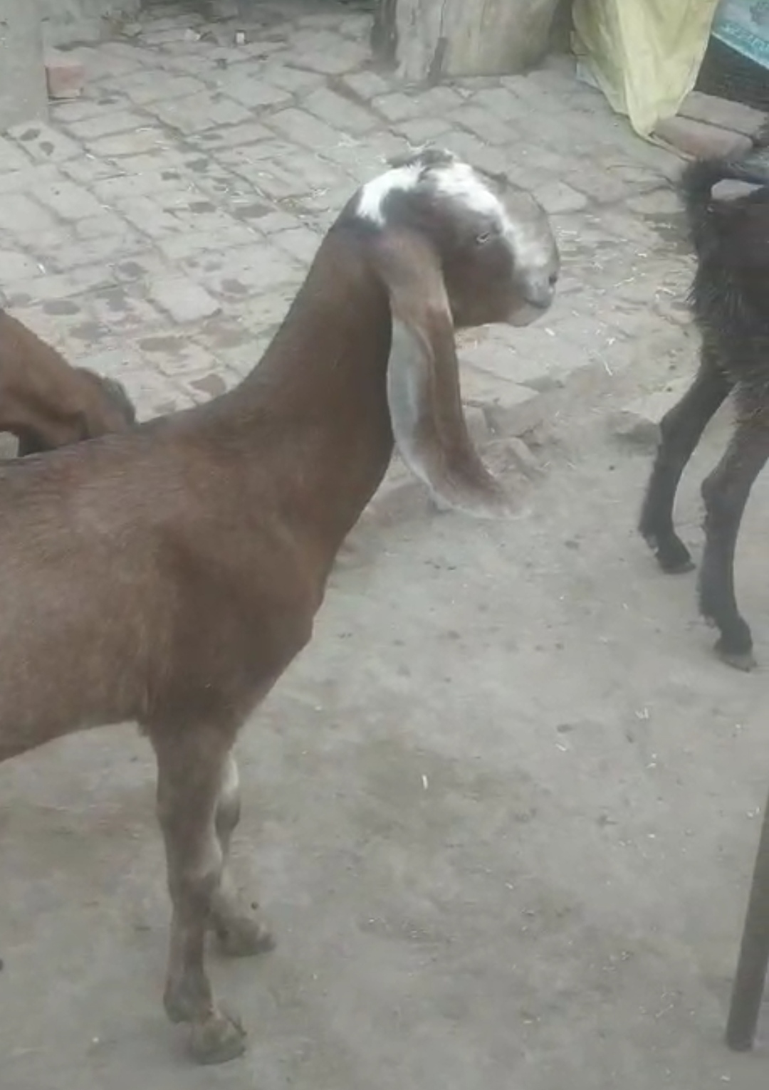 bakra image