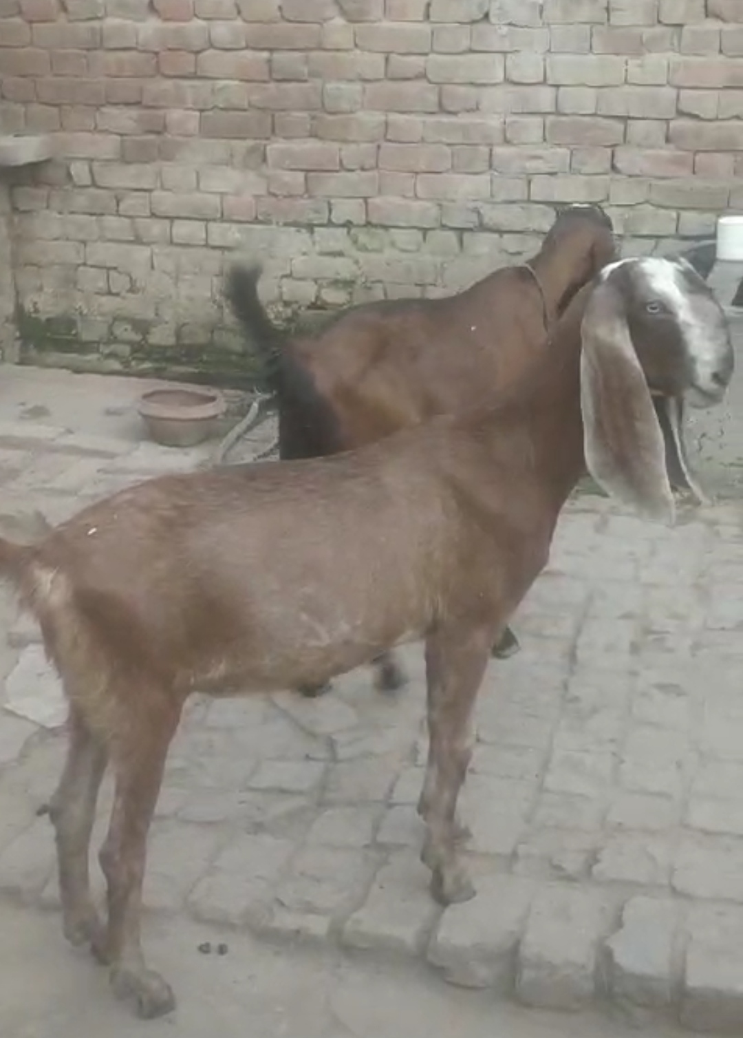 bakra image