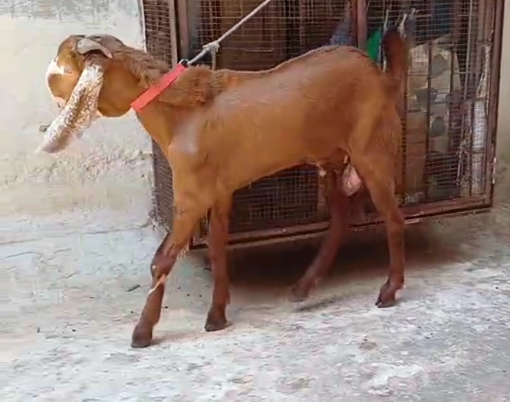 bakra image