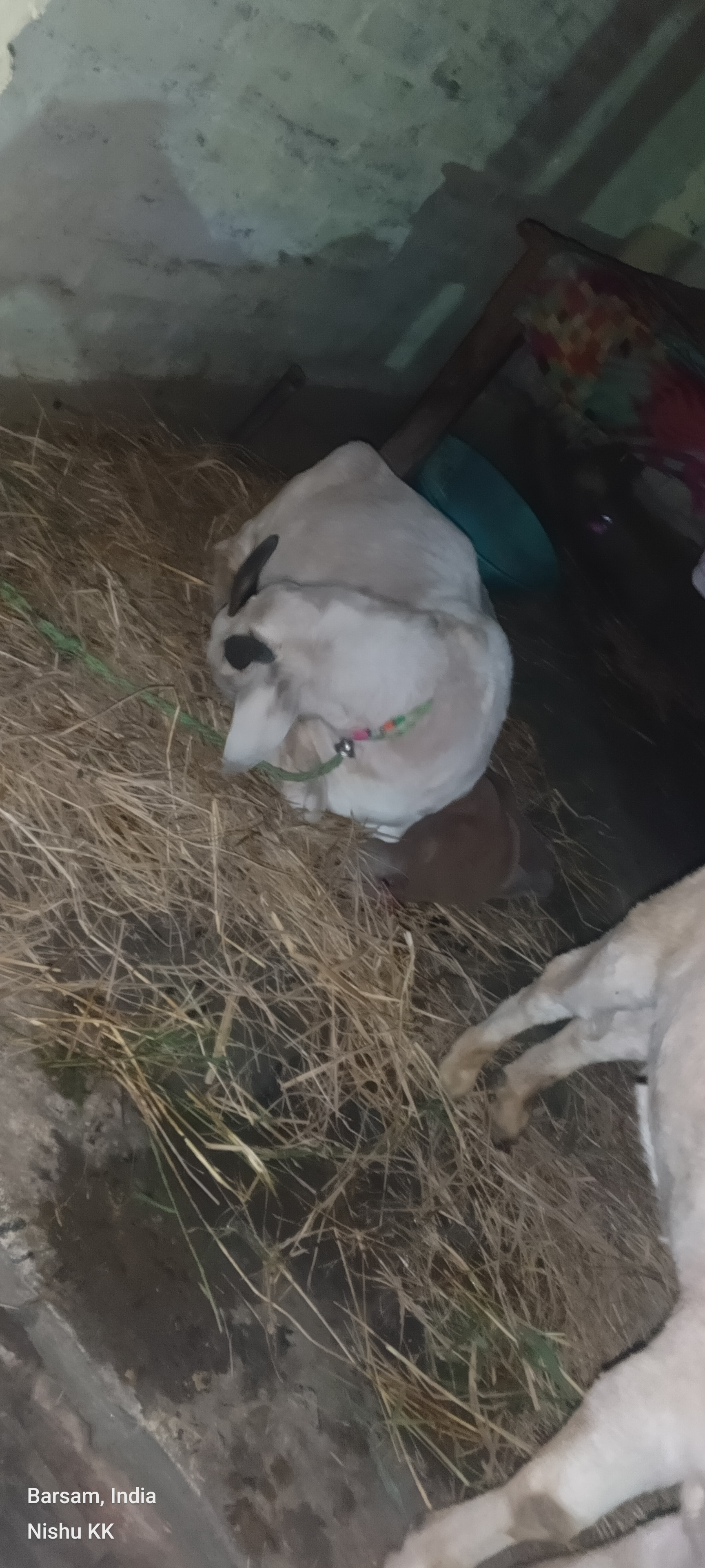 bakra image