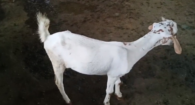 bakra image