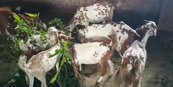 bakra image
