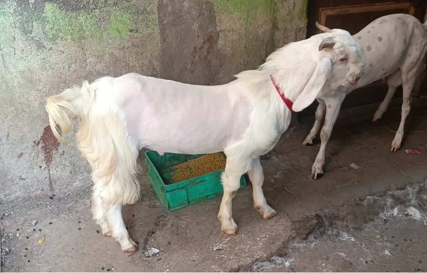 bakra image