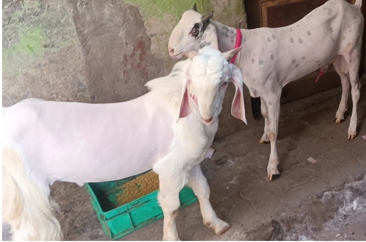 bakra image