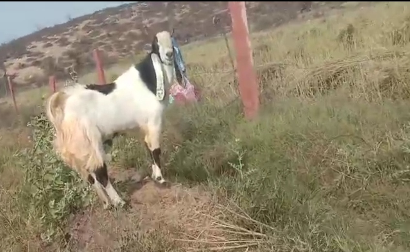 bakra image