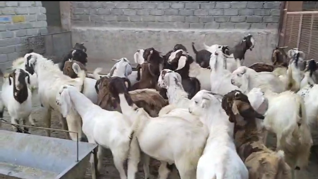 bakra image