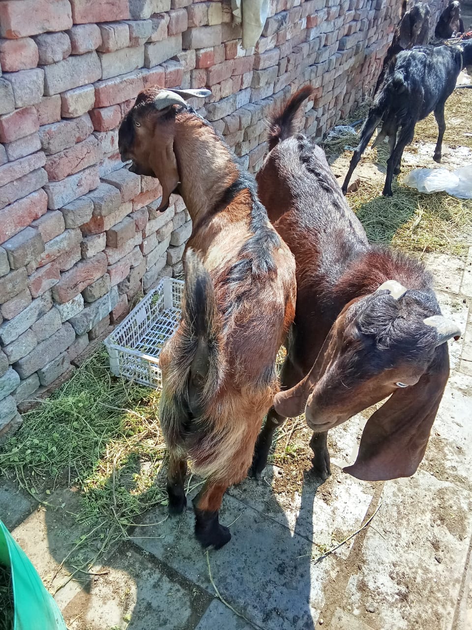 bakra image