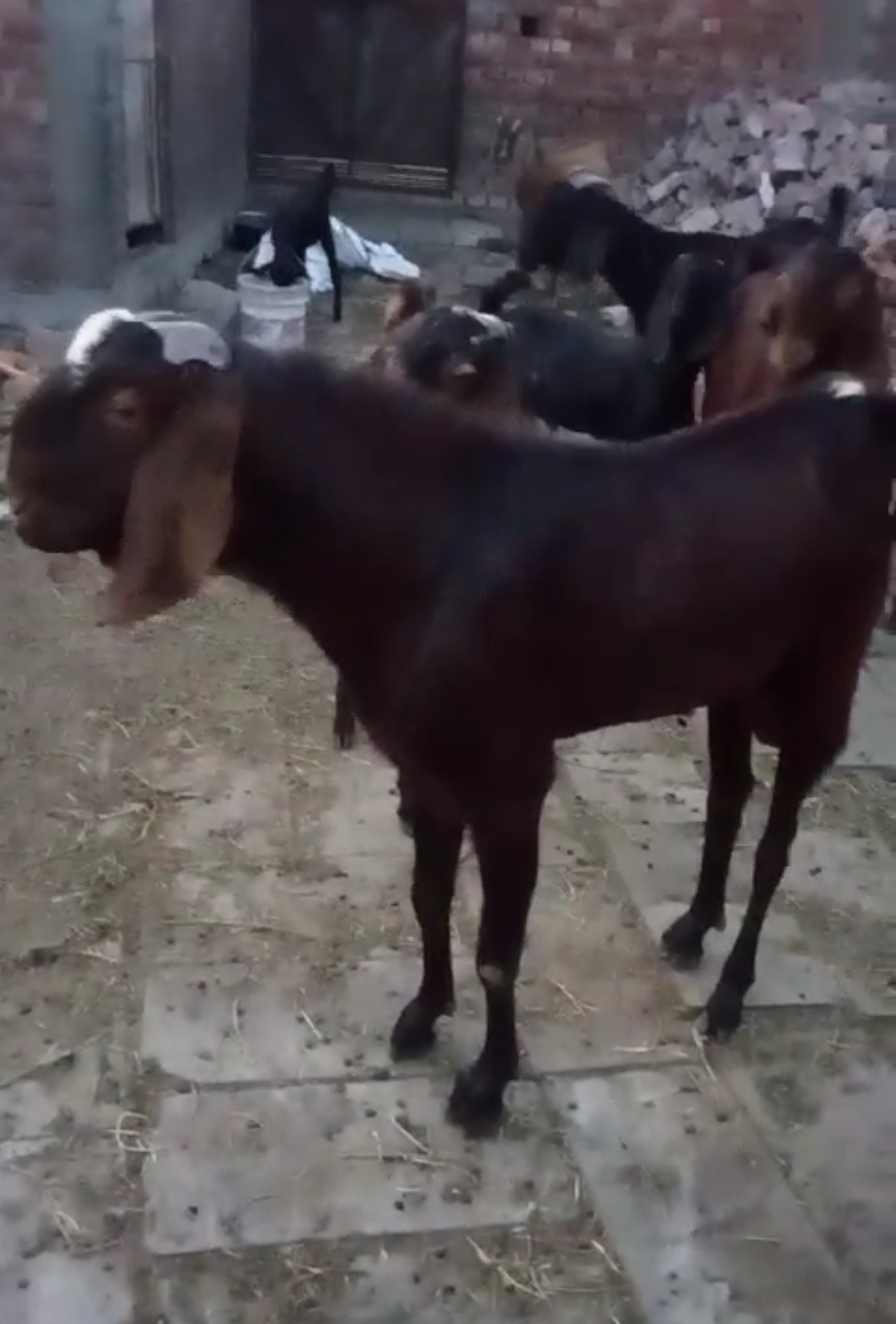 bakra image