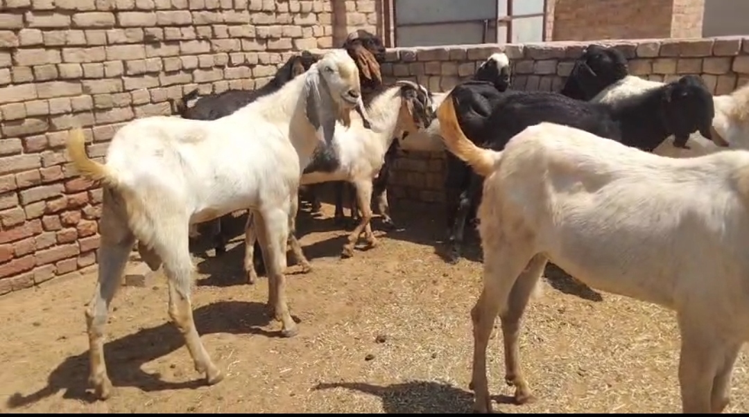 bakra image