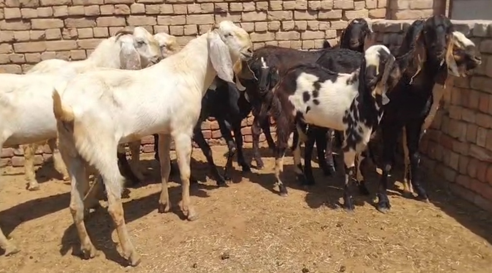 bakra image