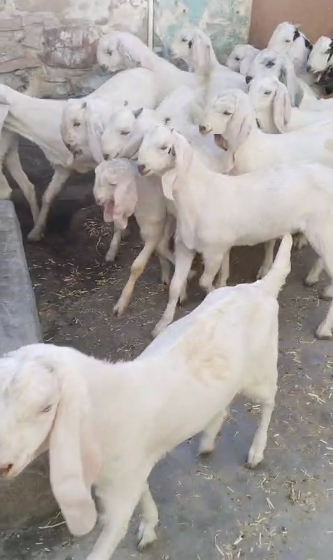 bakra image
