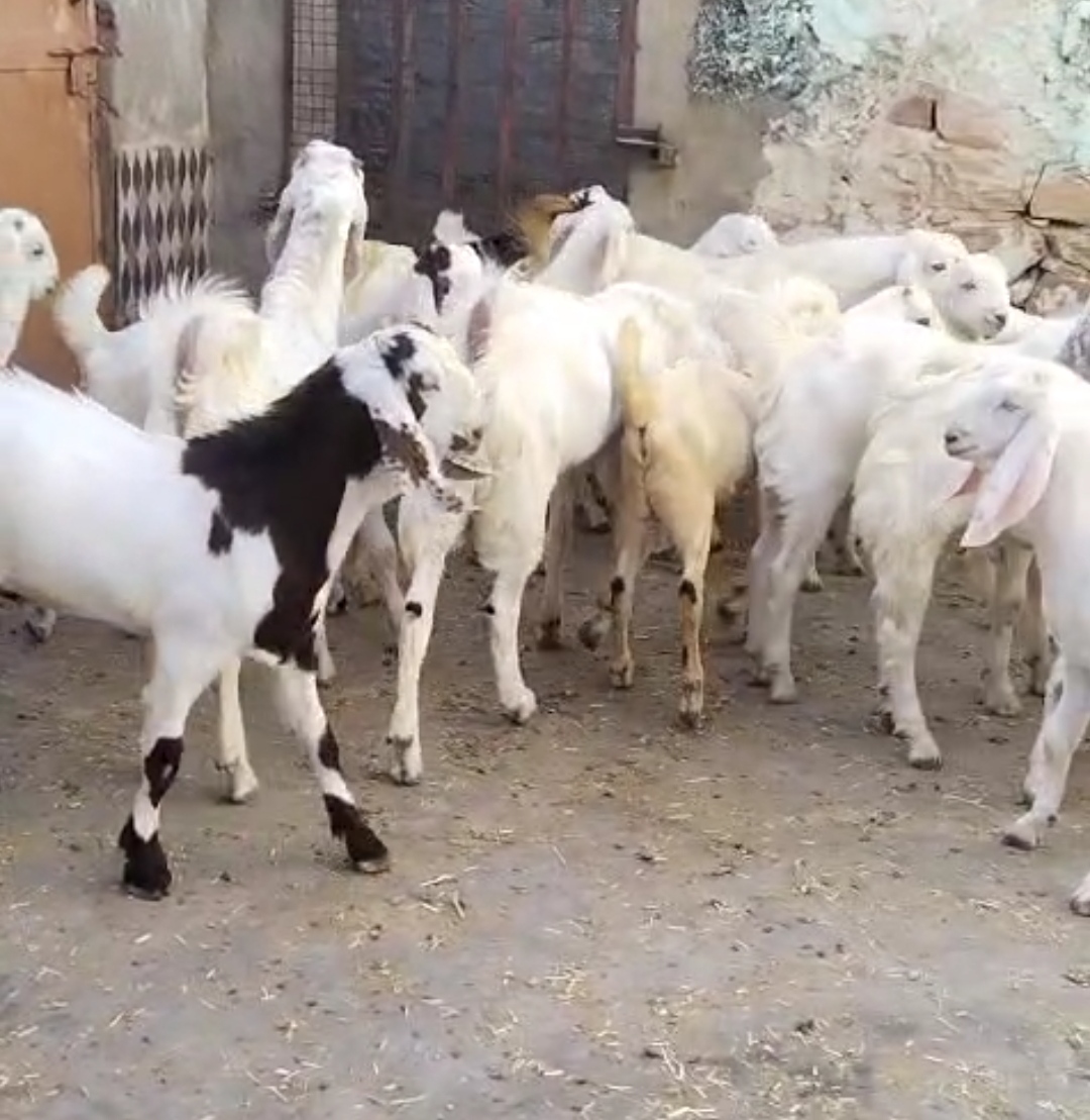 bakra image
