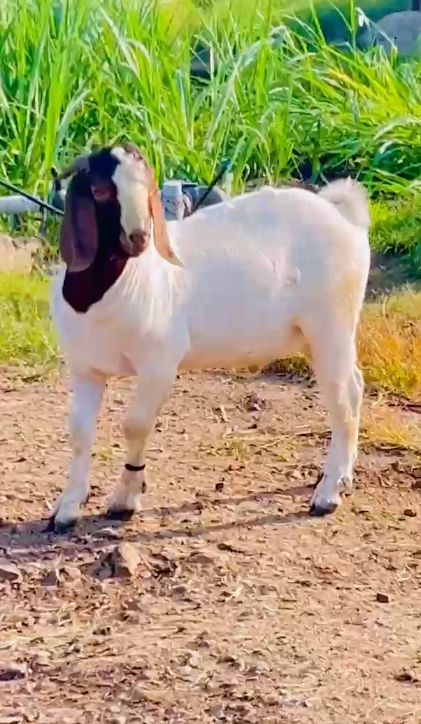 bakra image