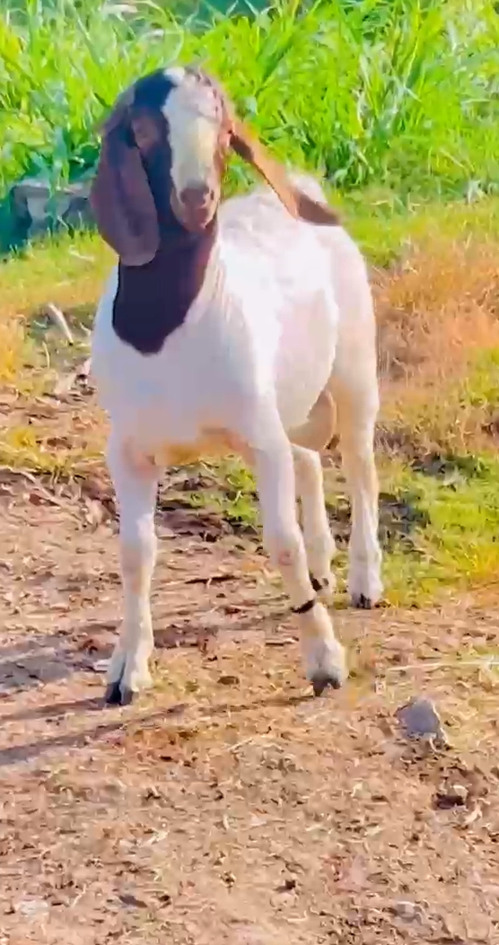 bakra image