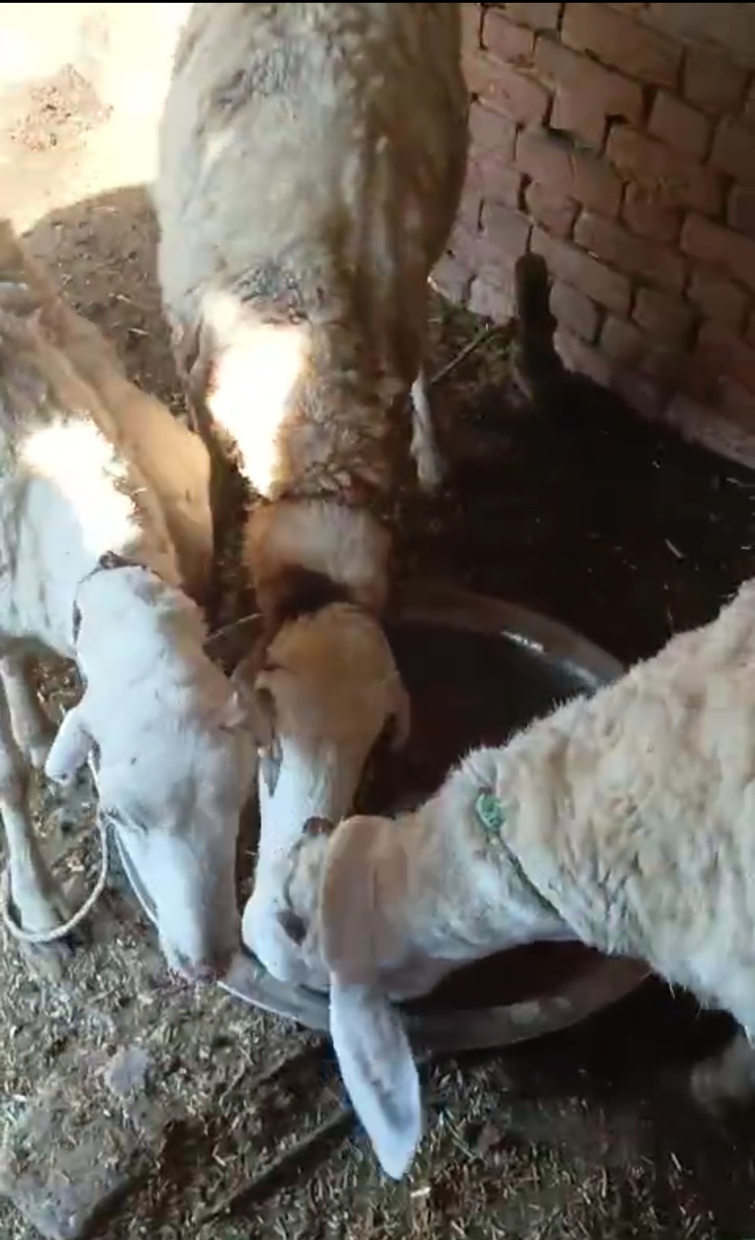 bakra image