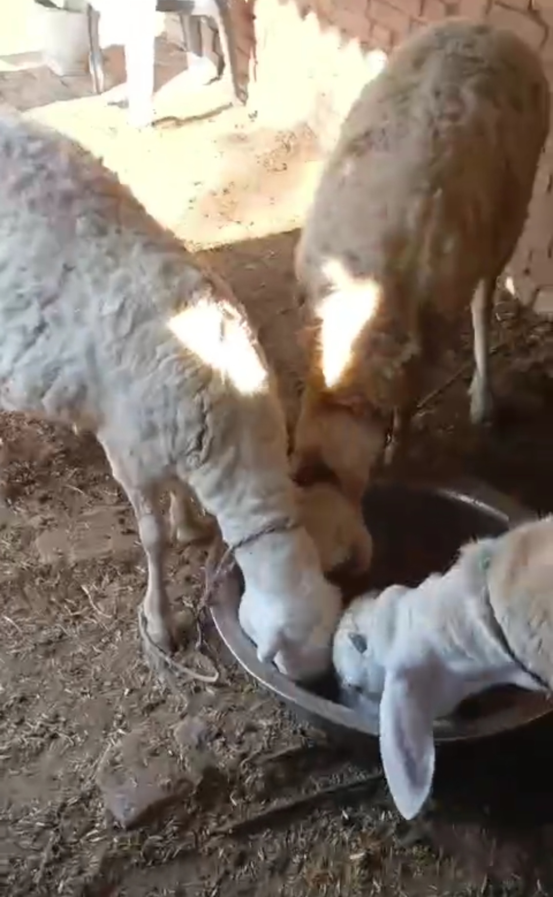 bakra image