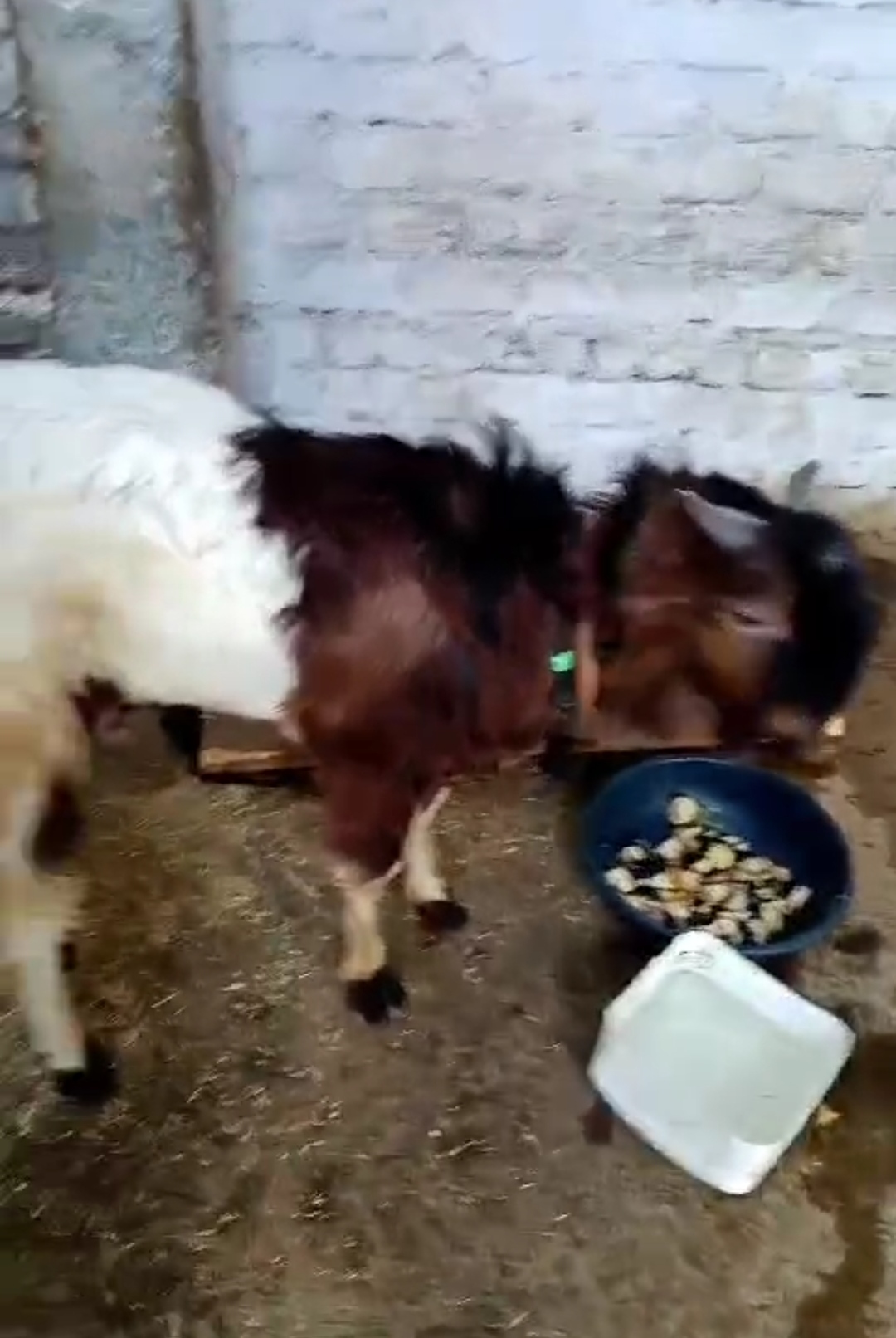bakra image