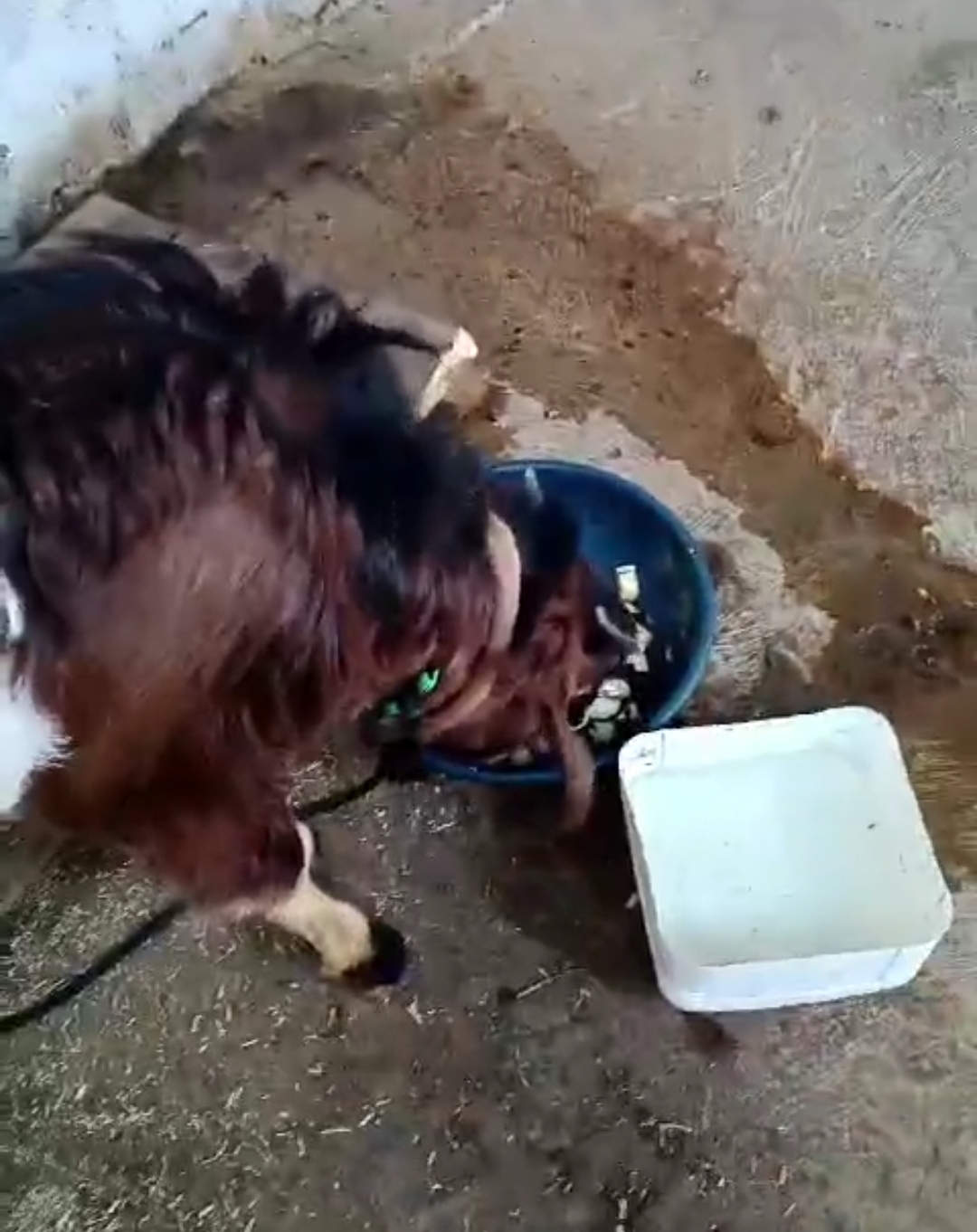 bakra image