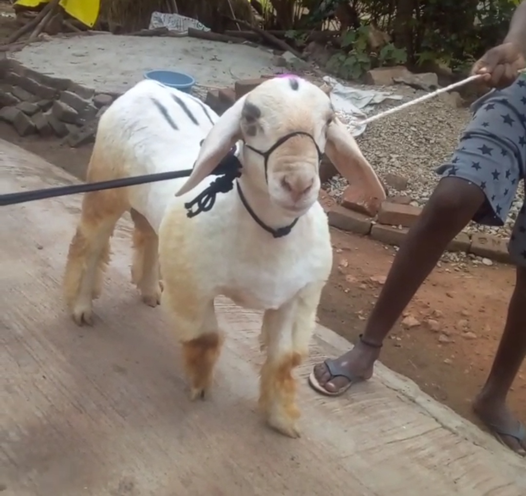 bakra image