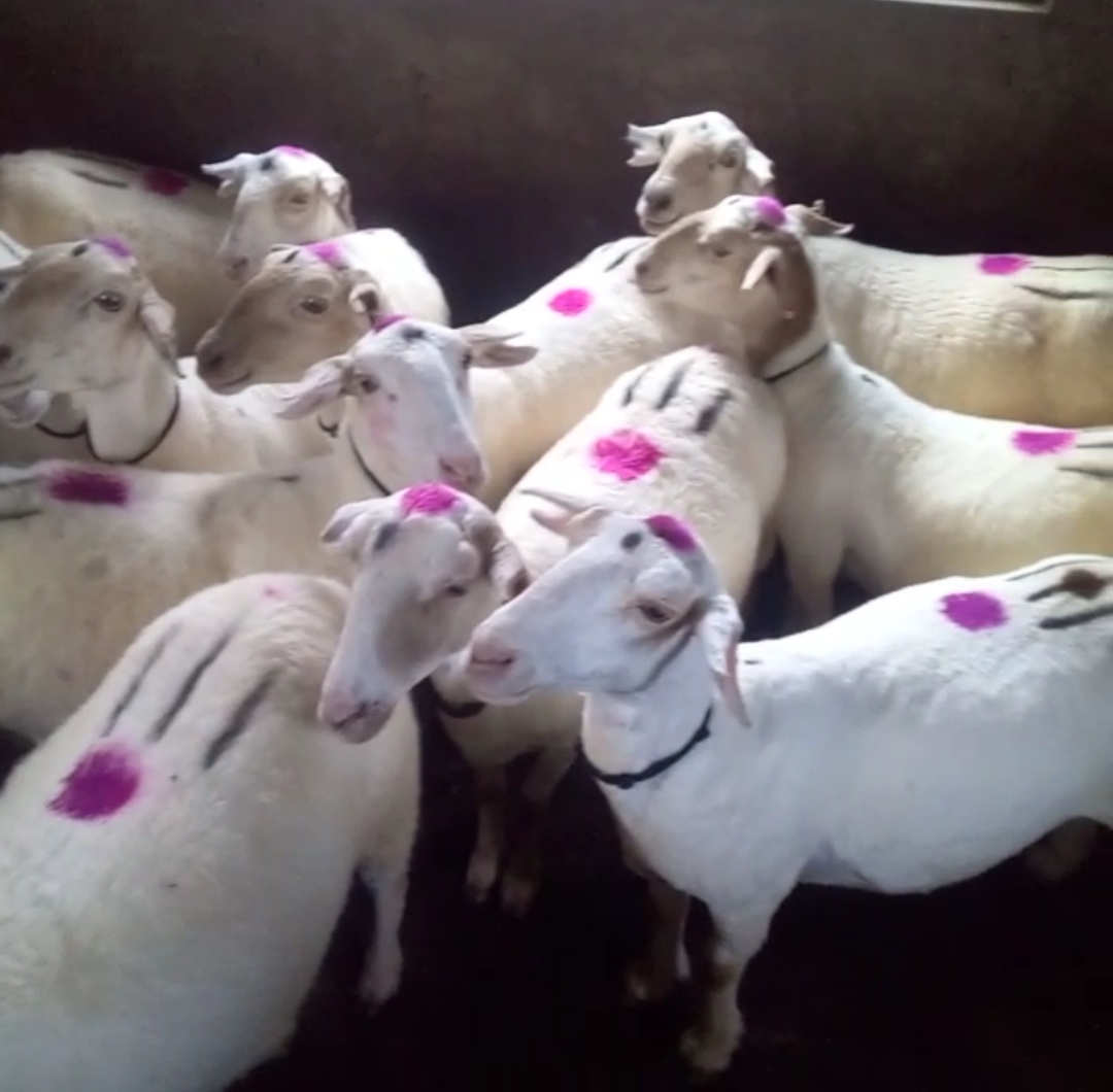 bakra image
