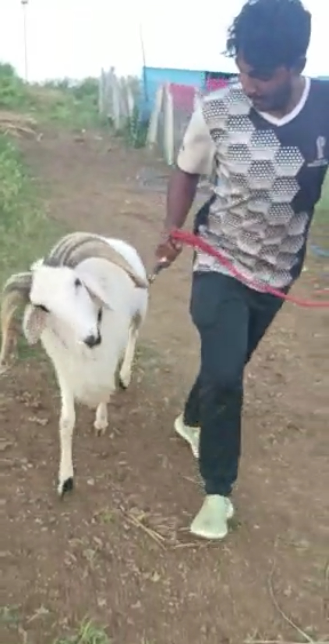 bakra image