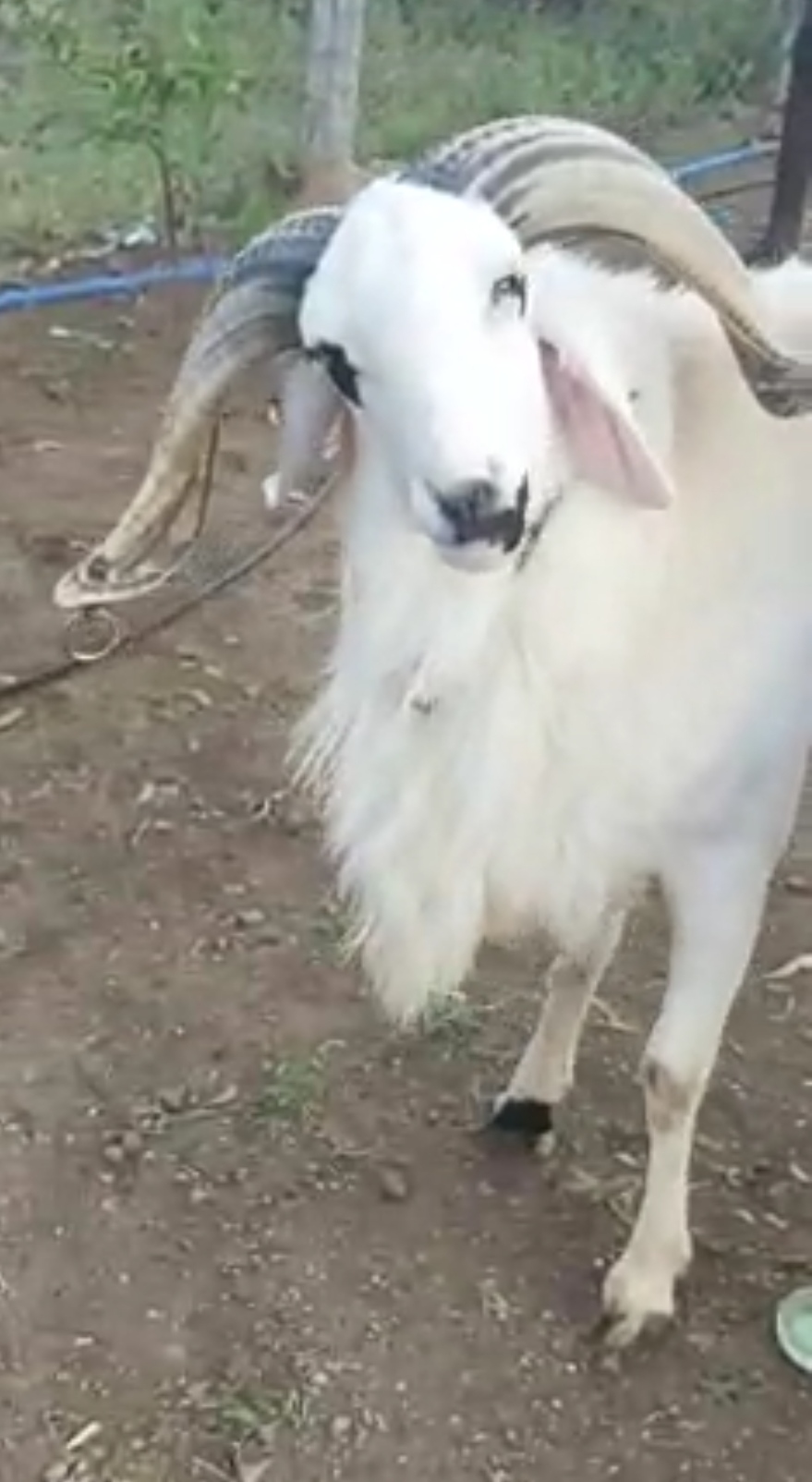 bakra image
