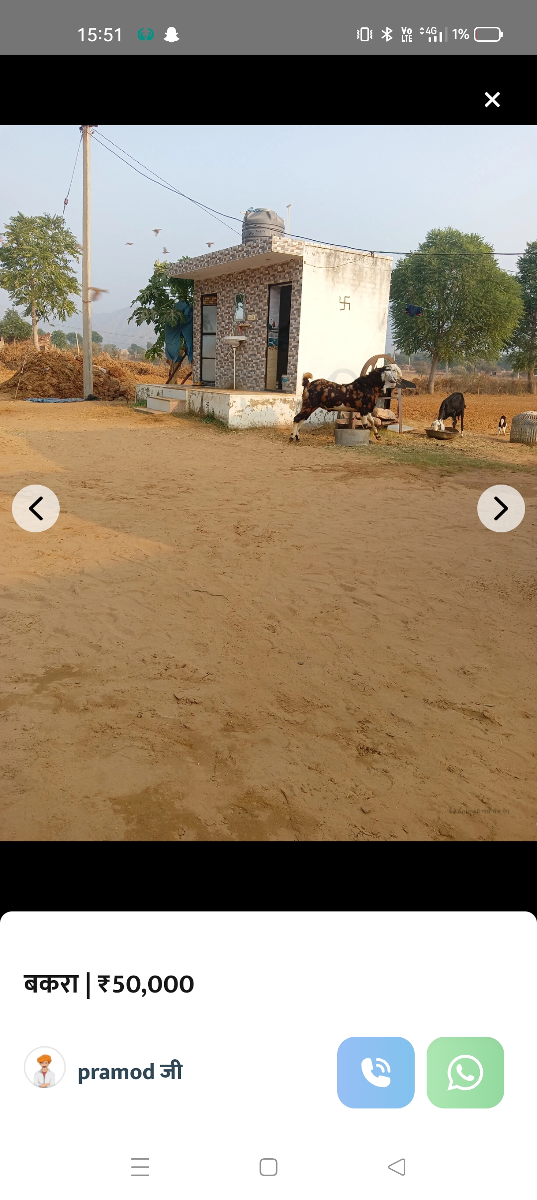 bakra image