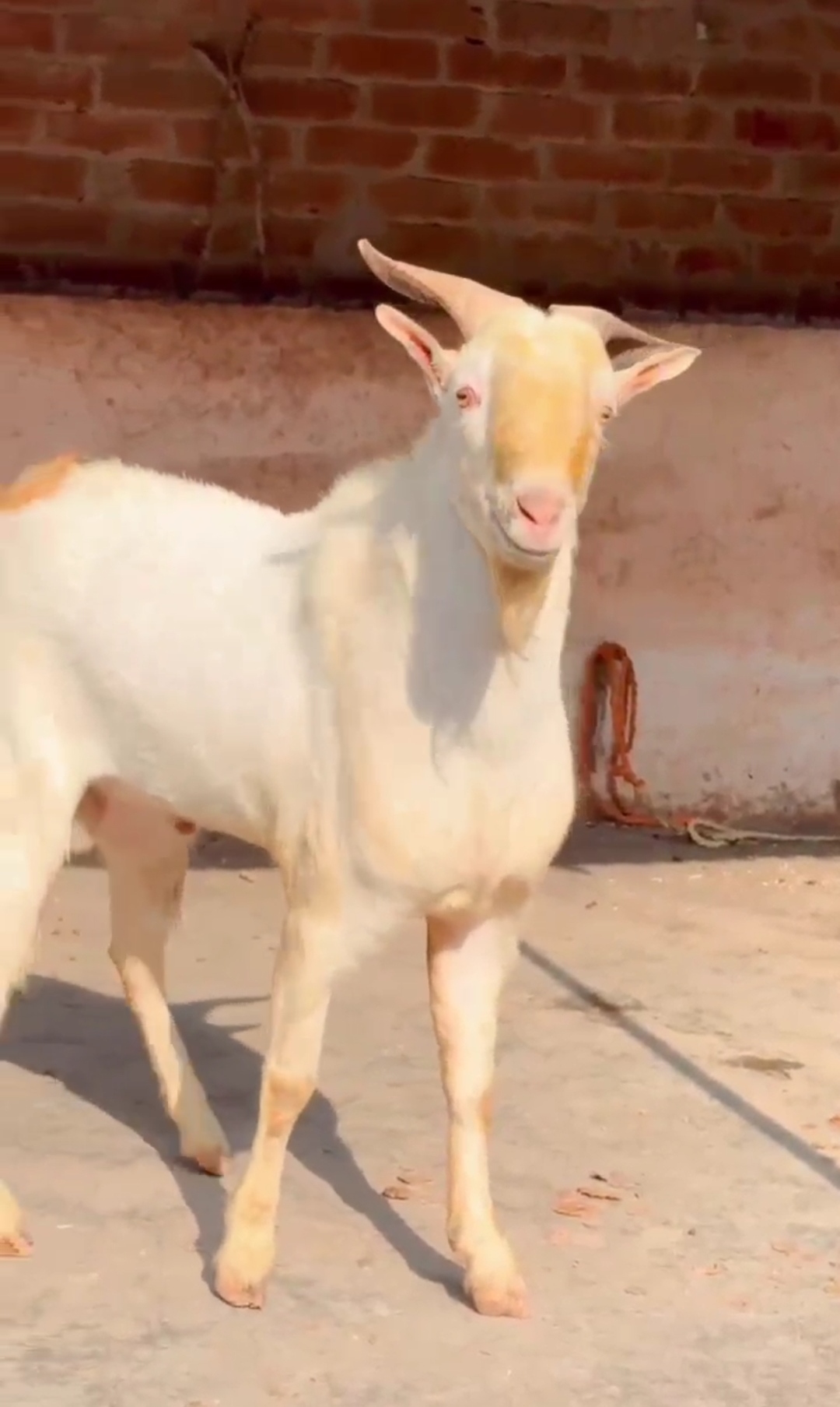 bakra image