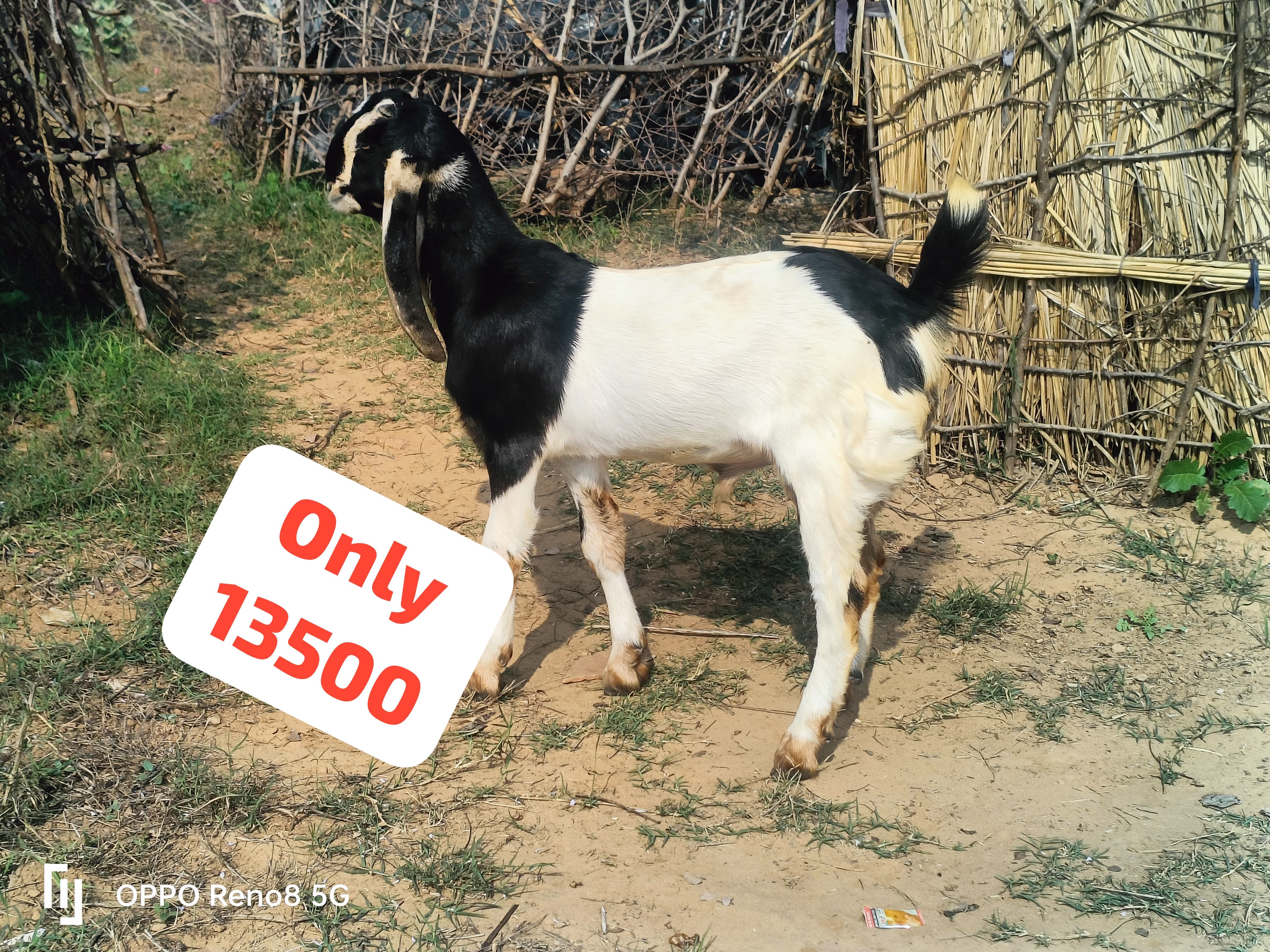 bakra image