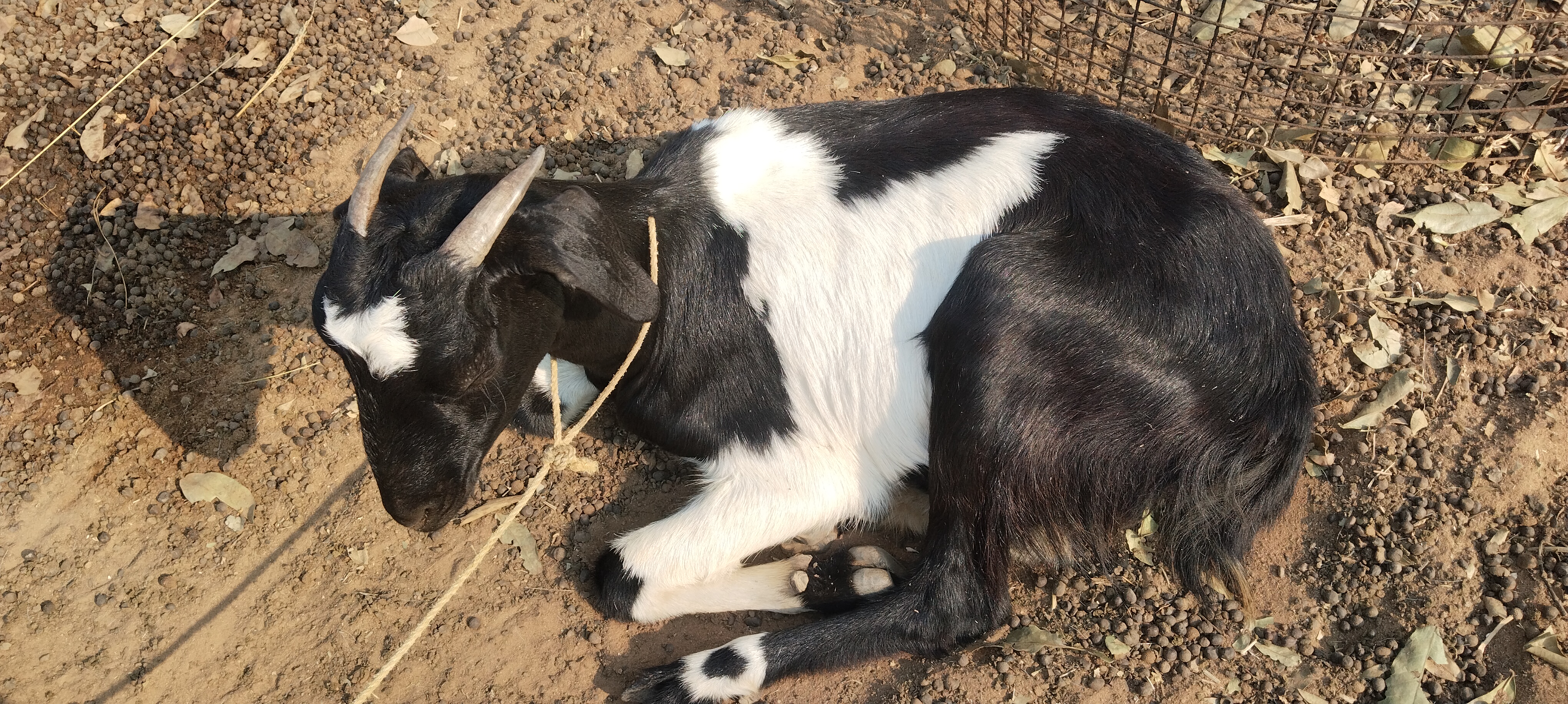 bakra image