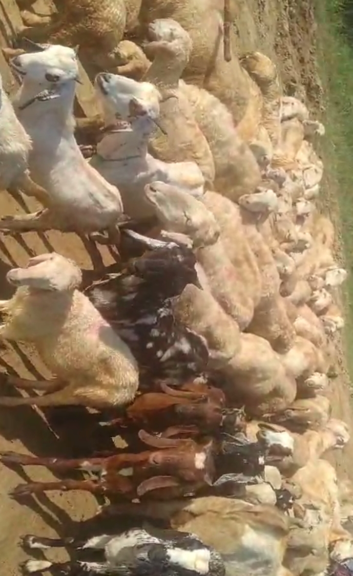 bakra image