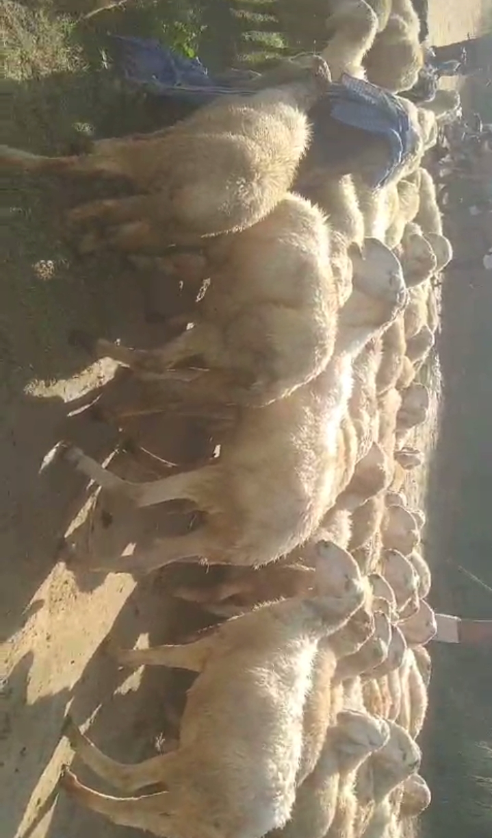 bakra image