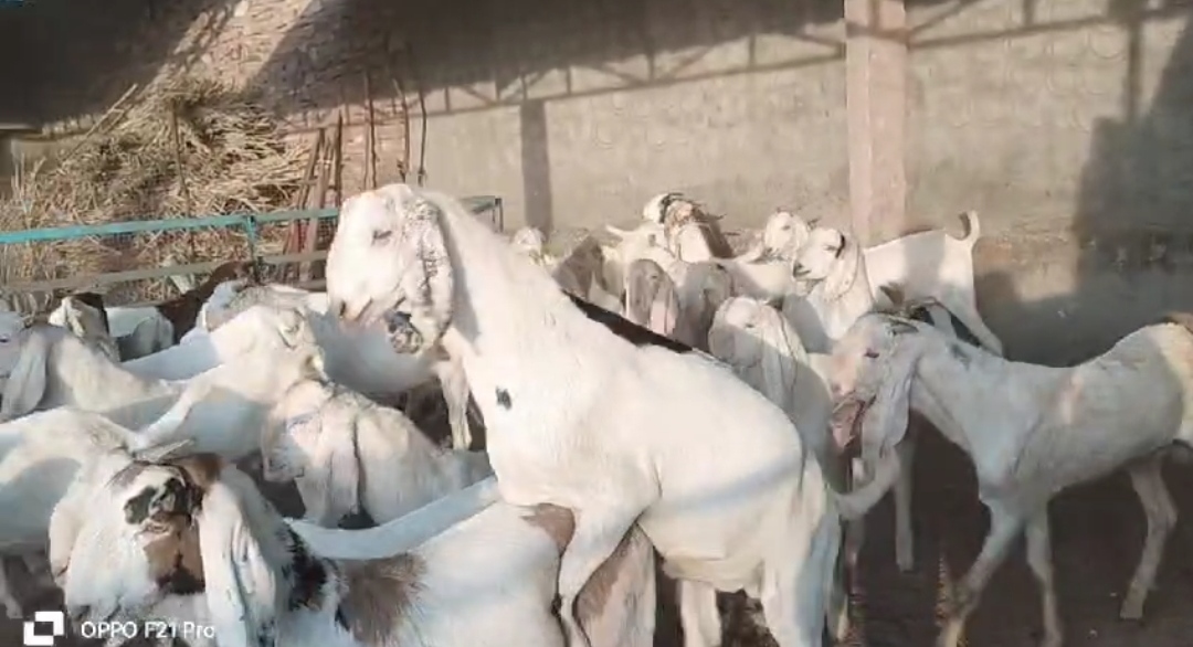 bakra image