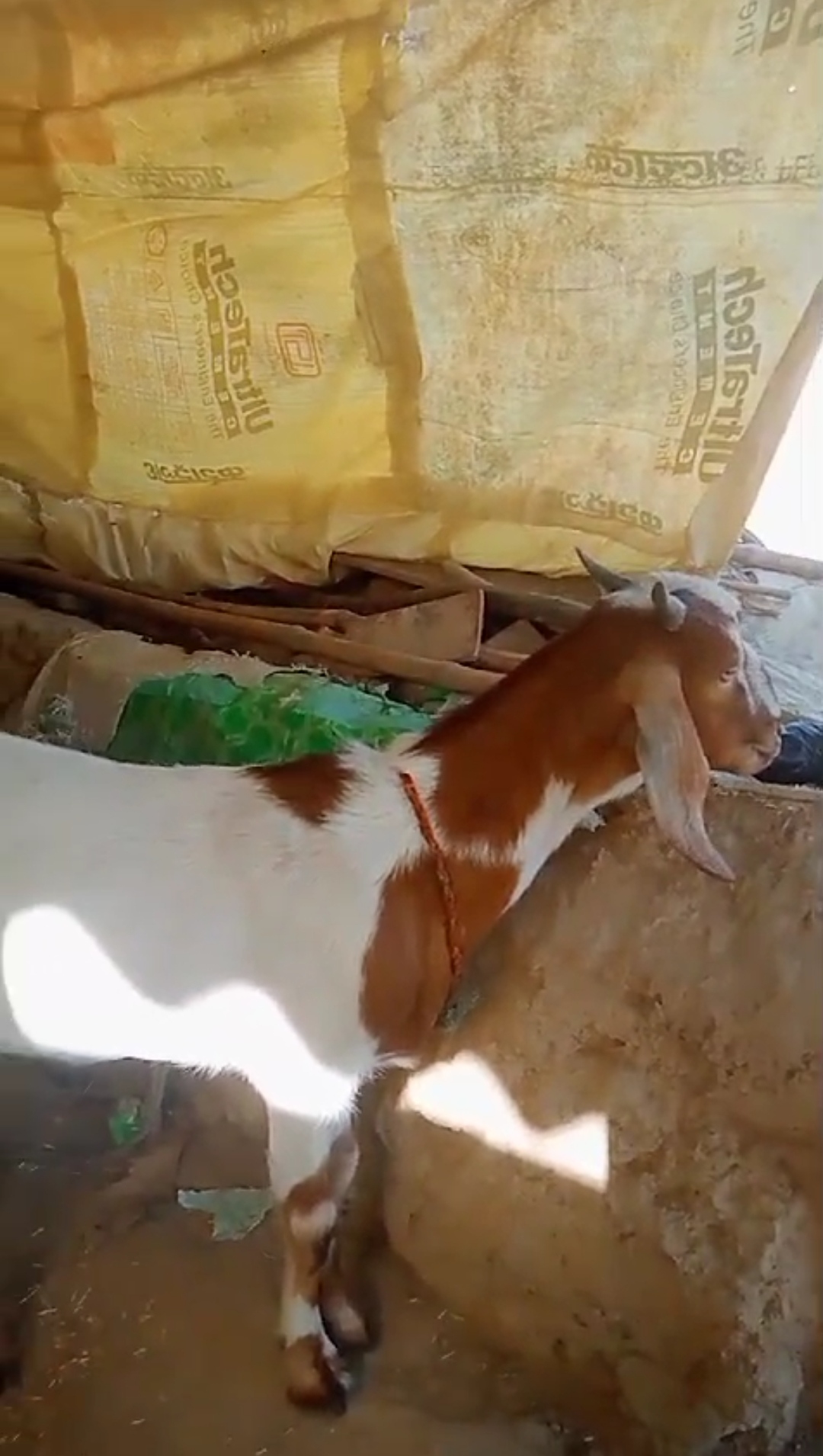 bakra image