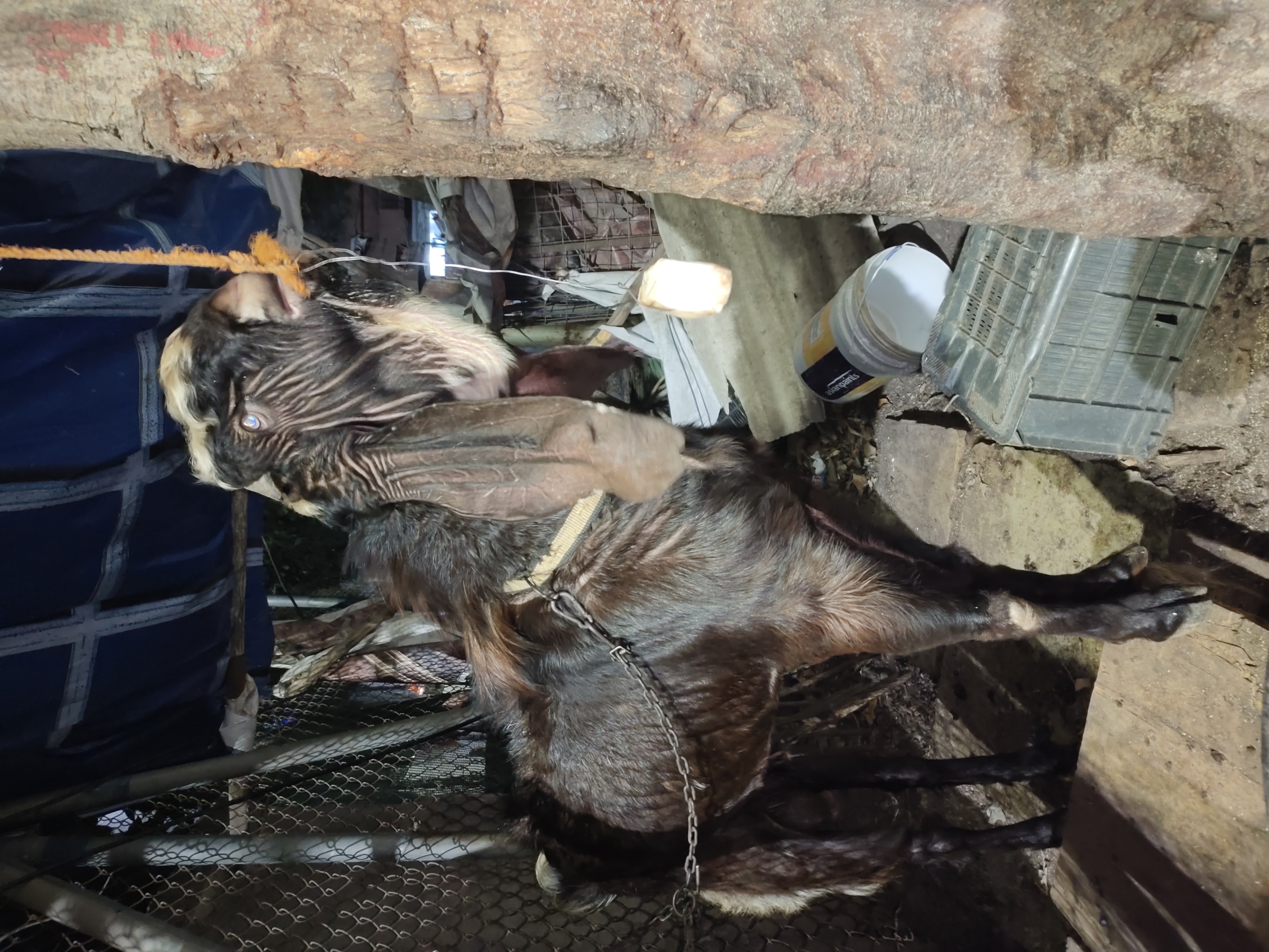 bakra image