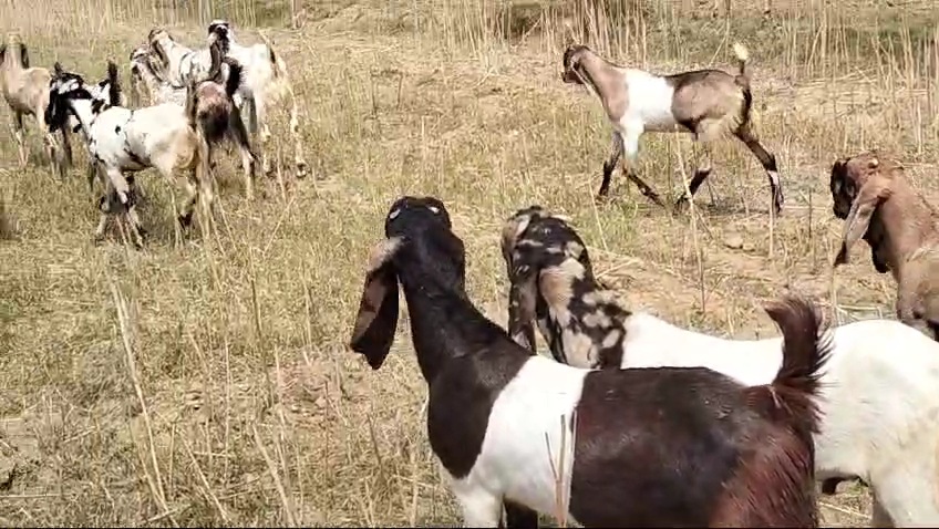 bakra image